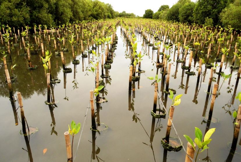 Berita - Nasional, BNI Rehabilitasi 50 Hektare Mangrove di Banyuwangi, Berikan Dampak Ekonomi ke 5.000 Warga, BNI,Mangrove,Banyuwangi