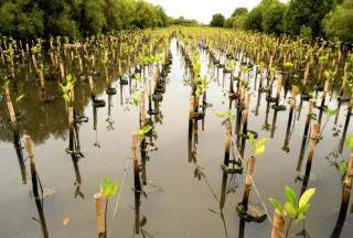 Berita - Nasional, BNI Rehabilitasi 50 Hektare Mangrove di Banyuwangi, Berikan Dampak Ekonomi ke 5.000 Warga, BNI,Mangrove,Banyuwangi