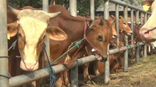 Kepri - Tanjungpinang, Kebutuhan sapi kurban di Kepri tahun 2023 meningkat 40 persen, Kebutuhan hewan kurban sapi,Provinsi Kepulauan Riau,Kepala Dinas Ketahanan Pangan Pertanian dan Kesehatan Hewan (DKP2KH),Rika Azmi,Penyakit Mulut dan Kuku